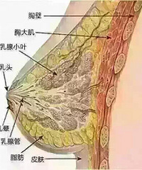 乳房硬块原因与解决方法
