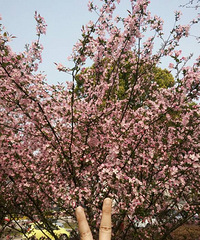 ��ɽ����