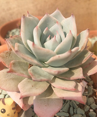 �����ж�����ӽ�����