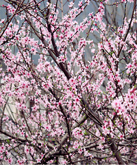 ���ܴ���ȥ��