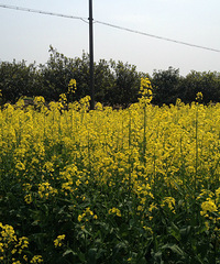 "周末游塘栖、赏油菜花、吃农家乐,约吗!"