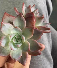 �������ɱ�