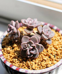 ��Ҳ����ɹ����