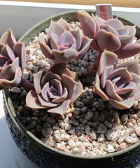 ��Ҳ����ɹ����