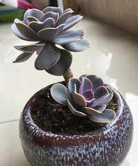 ɹɹ�ҵ�������