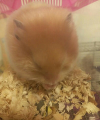 ���˽ڣ���˿������������