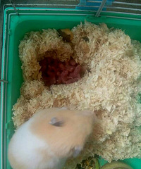 ���˽ڣ���˿������������