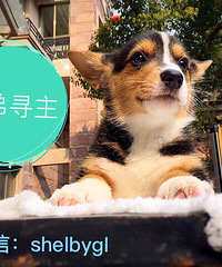 纯种柯基宝宝1月25出生,希望找到有缘人