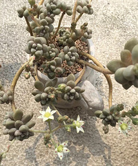 �����ֶ�ò���������������