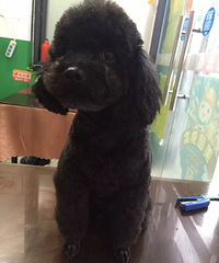 养了5年的狗狗在江干区东港嘉苑走丢了!每天哭成泪人…