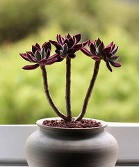 һ��������ƺ�