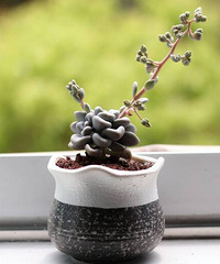 һ��������ƺ�