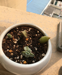 ������ֲ��С���⡱