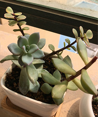 ������ֲ��С���⡱