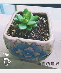 ���Ŵ����𣬲���һ������