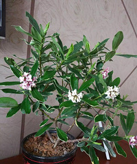 ���ܵ�19¥�����軨��ѧ����ɶ����