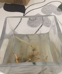 �������ˣ�һ��������ƺ���