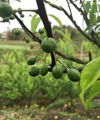 �����æµ��һ��