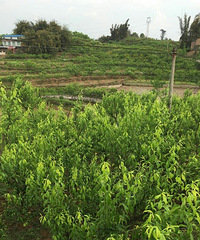 �����æµ��һ��