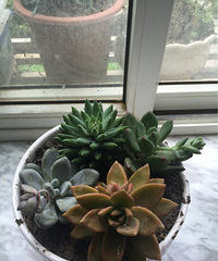 ��֪���ܲ��ܻ��ǰСʱ�����ժ��һƬ��