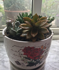 ��֪���ܲ��ܻ��ǰСʱ�����ժ��һƬ��