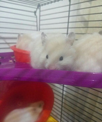 �Ҽ�С��������