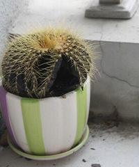 ��ò����Ĳ��ʺ���ֲ�