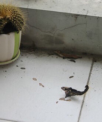 ���������ˣ������