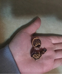 �����ϼ������ڸ��4.11��ԡ����