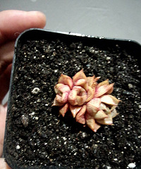 Ϊʲô�ҵĴ�ͽ�����ɫ�ˣ�