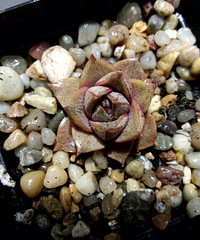 Ϊʲô�ҵĴ�ͽ�����ɫ�ˣ�