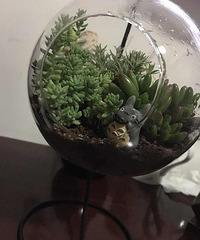 �ֲ���ƿ���ܳ����𣿾�˵�����ø���