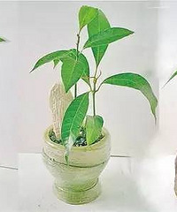 �����â�����ӣ�������һ��ͤͤ����������