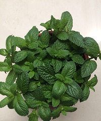 ���ֱ��ɿ��Գ���