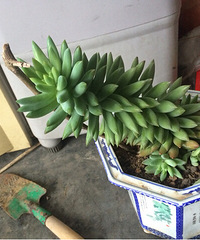 ̫����ֻ��������