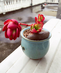 ɹ������