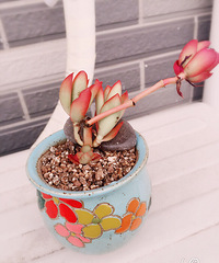 ɹ������