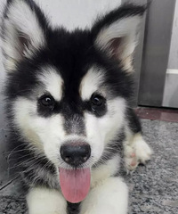 �����¡���Һ�  �ҽС�ŵ������