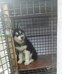 �����¡���Һ�  �ҽС�ŵ������