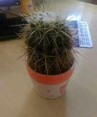 ��ɹ�칫����ֲ��С�ɰ����Ŷ�