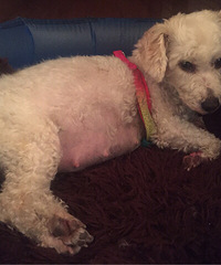 Ԥ���ڣ�����ź���ӾȦ����