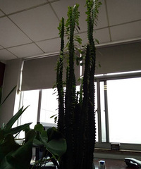 �����컨���Աȸ�