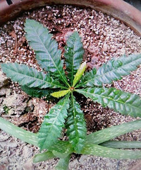 ���ϵ�«��Ӵ�����������С�ģ��������ϲ�