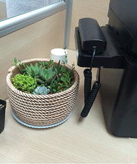 ��ɹ�칫����ֲ��