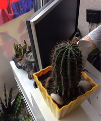 ɹ�칫����ֲ  ��ɫ��������