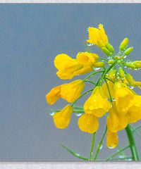 "【富阳洞桥】雨露滋润菜花结籽"