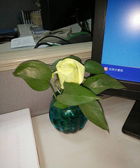 ����ʲôֲ�ﰡ��