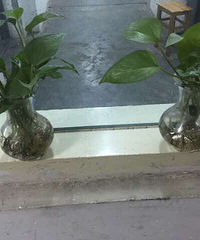 �ҵİ칫��ֲ��