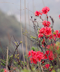 ��Ȼû��׼ʱ��������������