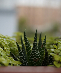 �����գ�������ɹɹ����